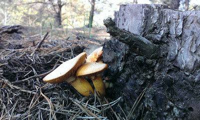 Mushrooms chanterelles in forest closeup