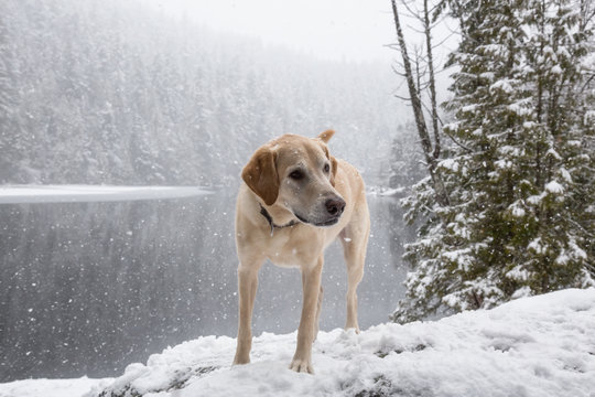 Golden Retriever outside in the snow. Taken in Brohm Lake, near Squamish and Whistler, North of Vancouver, British Columbia, Canada.