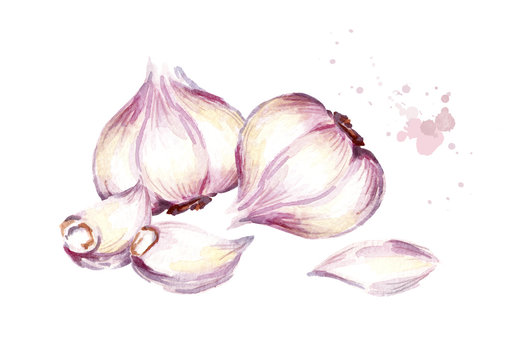 Garlic composition. Watercolor hand drawn illustration, isolated on white background