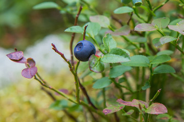 Healthy organic food - wild blueberries. Vaccinium myrtillus growing in forest closeup