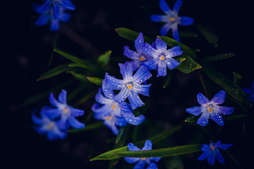 Chionodoxa śnieżnik blue flower