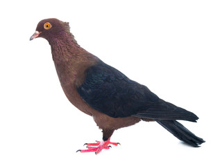 brown dove