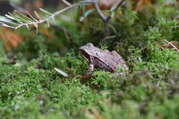 Naklejka premium Frosch & Natur