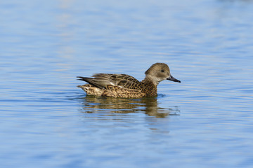 ヨシガモ雌(Falcated duck)