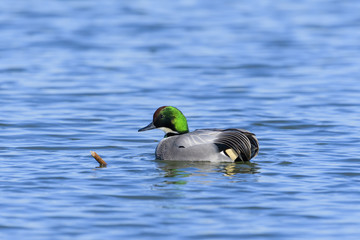 Obraz premium ヨシガモ雄(Falcated duck)