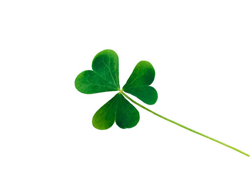 St. Patrick's Day symbol. Lucky shamrock, isolated
