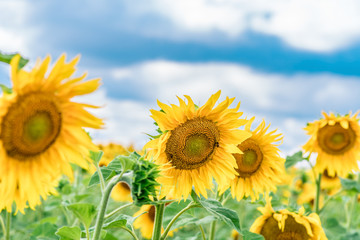 Fototapeta premium A blossoming sunflower flower closeup