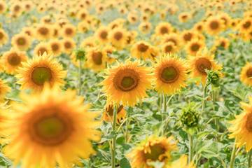 Fototapeta na wymiar A blossoming sunflower flower close-up