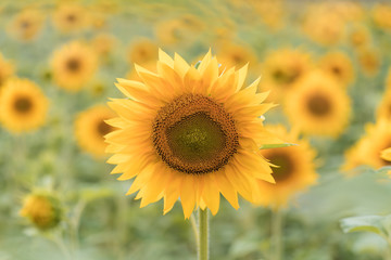 Obraz premium A blossoming sunflower flower close-up