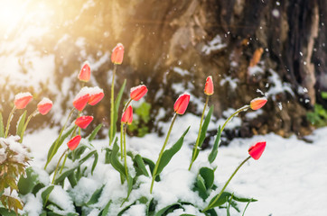 red tulip flowers in spring covered cold snow
