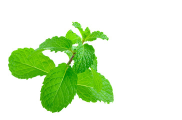 The fresh mint isolated on white background