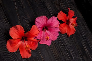 Obraz na płótnie Canvas red hibiscus flowers on a black background