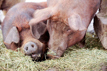 Big producer of red wild boar. Meat breed of pigs Duroc. Pigs grazing outdoors in a dirty farm field. Name in Latin: Sus scrofa domesticus. Red Hogging pigs. Red boar. Concept growing organic food.