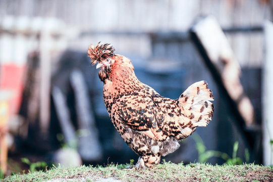 Meat-egg breed of chickens Houdan grazing outdoors in a green farm field. This large domestic bird with outstanding performance for private farms..Mottled Houdan Chicken Breed (Breeder Flock)