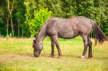 a horse in the pasture