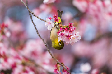 The Japanese White-eye.The background is cherry blossoms(Japanese name is Kanzakura). Located in Tokyo Prefecture Japan.
