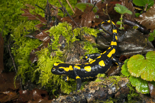 Feuersalamander (Salamandra salamandra terrestris) - Fire Salamander 