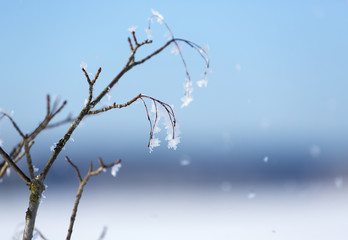 Frosty and blue moment in the nature. Some snowflakes and frosty branches with leaves. 