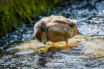 Mallard (Anas platyrhynchos)