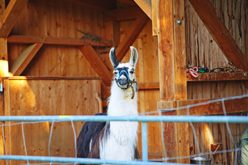 animal lama in the village, portrait