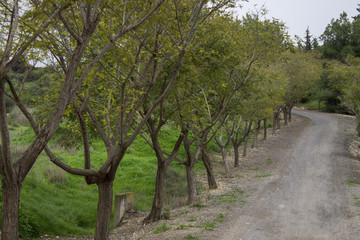 road of trees