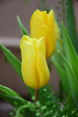 tulip