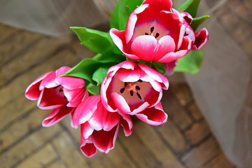 tulip