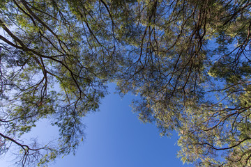 Look up