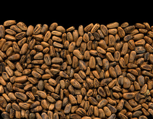 Pine nuts. High resolution & details.