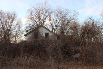 Old abandoned farmhouse covered in trees 
