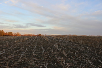 Farm field at sunset during winter 