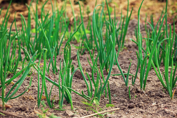 close-up of onion plantation. Organic agriculture