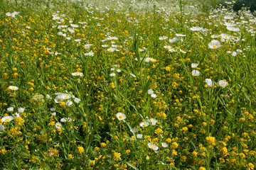 Chamomile field flowers