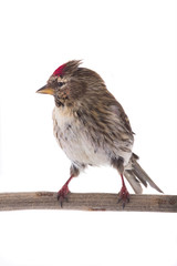 Female Common Redpoll