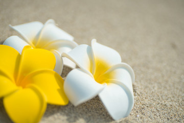 砂浜とプルメリア