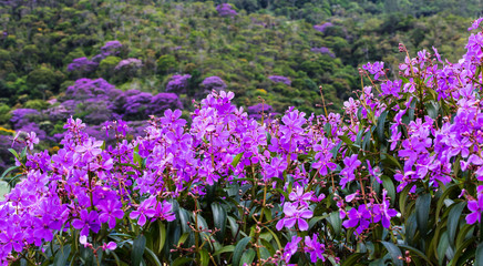 Fototapeta premium Flor roxa de quaresmeira.