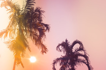 Palm trees silhouette against sunset. Filter toned effect, purple and orange colors. Copy space