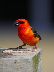 Red bird eating bird seeds