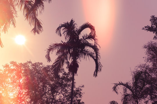 Palm trees silhouette against sunset. Filter toned effect, purple and orange colors. Horizontal