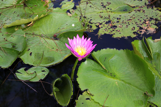 Natural Water Lily Flowers. Color Picture and Image.