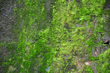 Old concrete background with mossy of the wall 