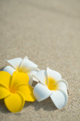 砂浜とプルメリア