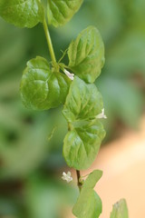 Mięta indiańska © Perovskia