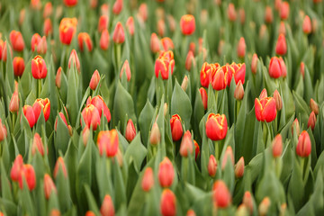 Тюльпаны ранней весной 