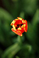 Тюльпаны в теплице ранней весной