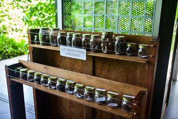 Malayan Sunbear &acute;s (Helarctos malayanus) food in the jungle, Sabah, Borneo, Malaysia.