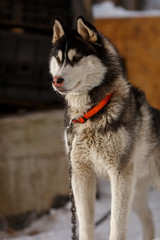 Собака породы хаски