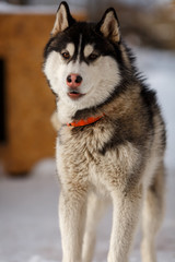 Собака породы хаски