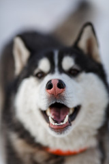 Портрет собаки породы хаски