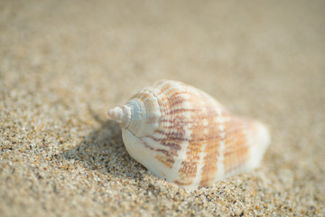 砂浜と貝殻
